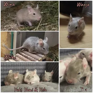Degu - Unser Nachwuchs sucht seine Familie 