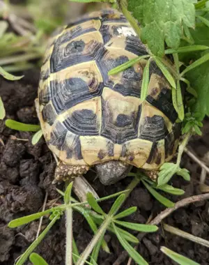 Griechische Landschildkröten, 2024 Bild 4