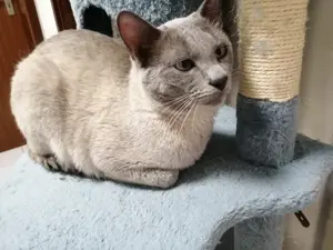 Siam Thai deckkater reinrassig 