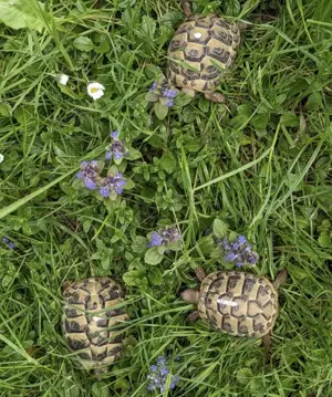 Griechische Landschildkröten, 2024 Bild 3