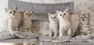 Wunderschöne BKH Kitten suchen ein neues Zuhause 