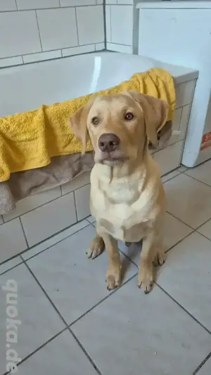 Labrador goldner retriever abzugeben 