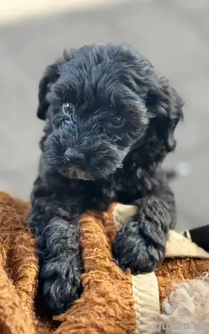 Toy Pudel Schopfhund Babys