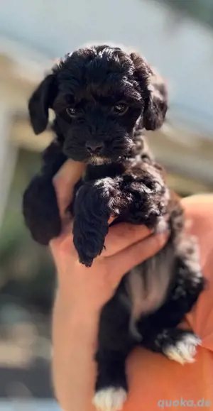 Toy Pudel Schopfhund Babys Bild 2