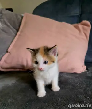 Katzenbaby  Kitten