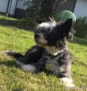 Toy Pudel Schopfhund Babys Bild 5
