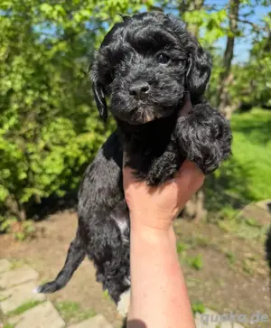 Toy Pudel Schopfhund Babys Bild 3