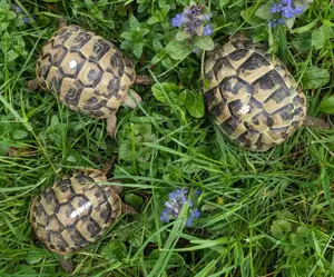 Griechische Landschildkröten, 2024