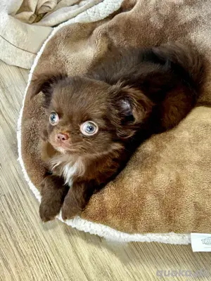 Chihuahua Welpe