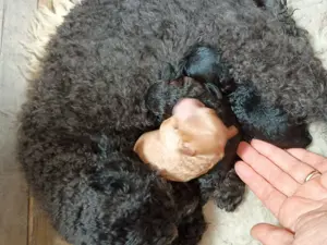 Super süße Zwergpudel  Bild 2