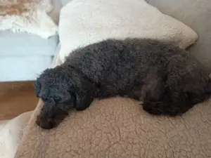 Super süße Zwergpudel  Bild 3