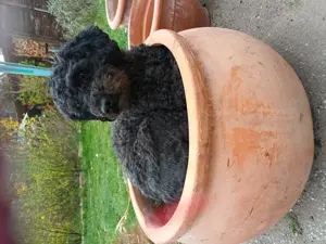 Super süße Zwergpudel  Bild 8