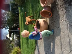Super süße Zwergpudel  Bild 9