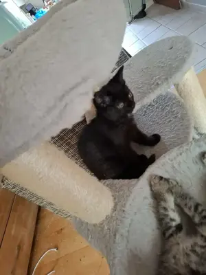 Katzenbaby abzugeben