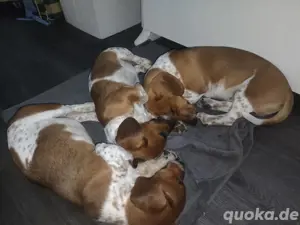 Welpen Jackrussel Dackel 