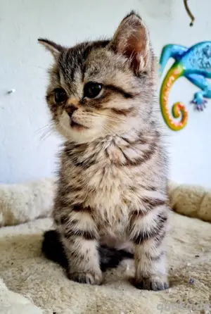 Reinrassige BKH Katze 