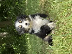 Australian Shepherd Welpen mit Papieren