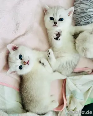 Sehr süses BKH Kitten Reinrassige
