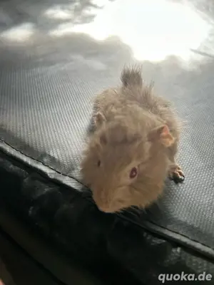 Meerschweinchenbabys  abzugeben 