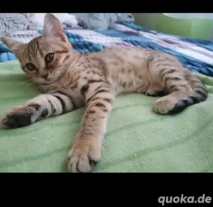 BKH Bengal Kätzchen Kitten