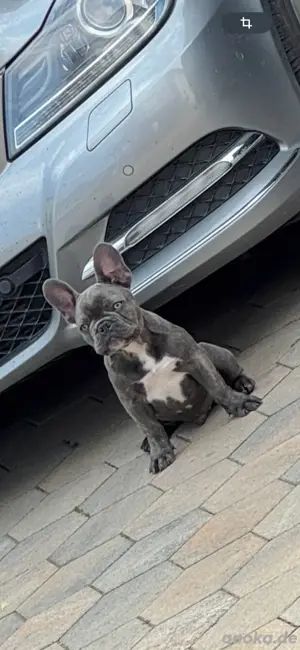 Französische Bulldogge Welpe in Grau-Weiß   3 Monate jung   in liebevolle Hände abzugeben