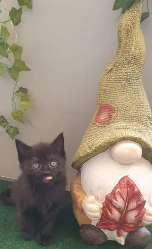 Kitten babys Mix Maicon 