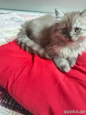 bkh katze mit Kratzbaum