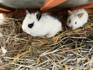 Zwergkaninchen 