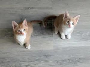 Katzenbabys Kitten Babykatzen 