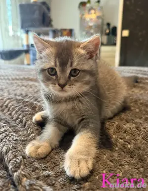 Zwei wunderschöne BKH-Kitten suchen ein liebevolles Zuhause!