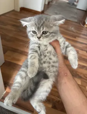 Baby katze zuverkaufen britisch kurzerhaar 