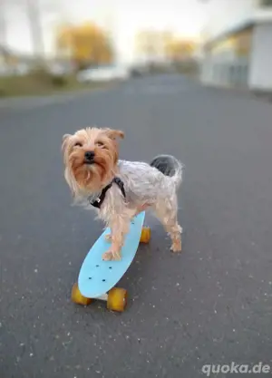 Yorkshire Terrier Bub