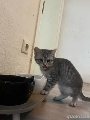 Liebevolle Babykatze (12 Wochen, entwurmt, weiblich) sucht ein neues Zuhause   
