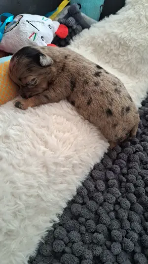 Chihuahua welpen merle