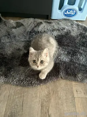 Bkh Katze, 14 wochen alt