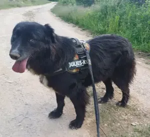 LEXI - schwarze Schönheit sucht ihr Körbchen (wartet in Rumänien)