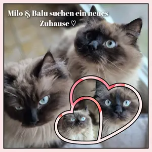 Milo & Balu suchen ein neues Zuhause   