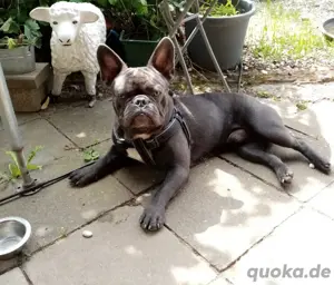 Französische Bulldoge