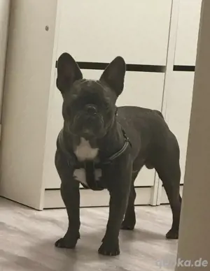 Französische Bulldoge