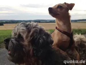 Vierbeiniger bester Freund gesucht (Shih-tzu) Welpe