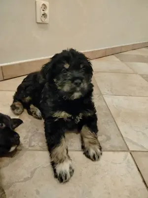 Havaneser Terrier Welpen Hündin Rüde