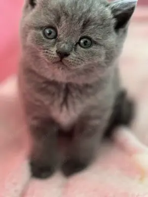 Reinrassige BKH Blue Britisch Kurzhaar Kitten mit EU-Impfpass, Mikrochip und Gesundheitszeugnis Bild 5