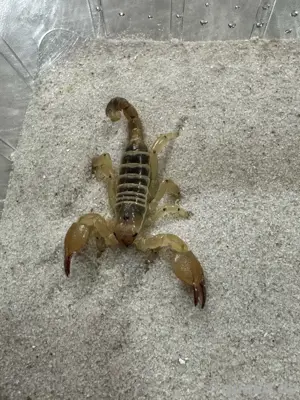 Wüstenglanzskorpion Bild 2