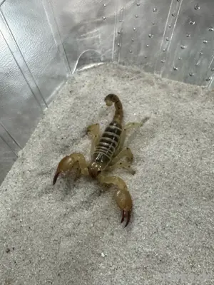 Wüstenglanzskorpion