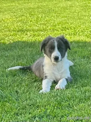 Border Collie Welpe Blau Weiß 