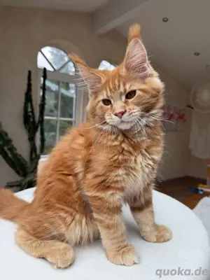   Bildschönes Maine Coon kitten mit stammbaum   