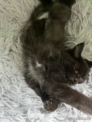Maine Coon  Heilige Birma Nachwuchs abzugeben 
