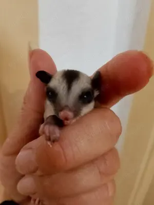 Süßes Sugar Glider Weibchen sucht liebevolles Zuhause