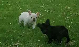 Französische bulldogge Hündin  9 Wochen  Bild 1