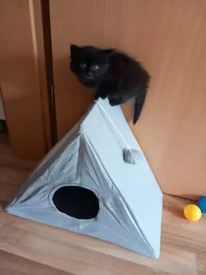 2 baby katzen mädchen